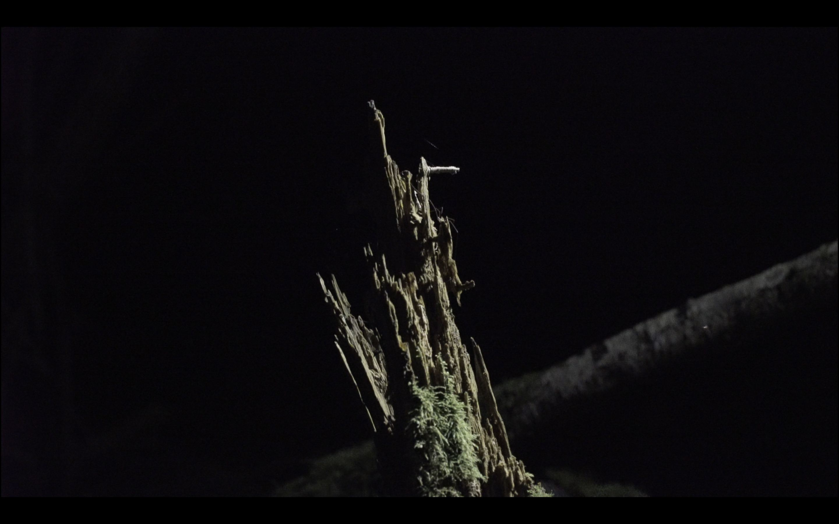 La foret Omega